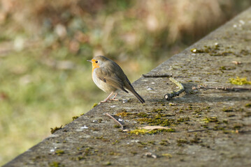 European robin (Erithacus rubecula) sitting on a stone in Zurich, Switzerland