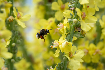 Bumblebee hovering near yellow mullein flowers, macro
