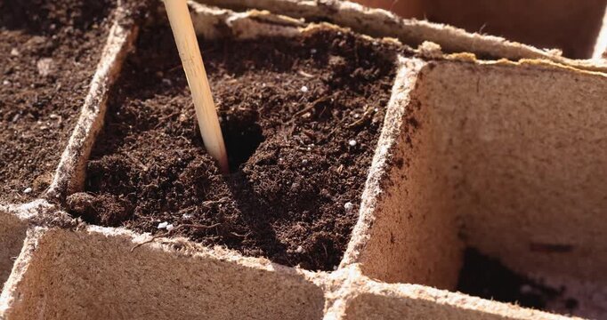 Person planting a red bean seed into the soil