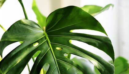 Big Green Leaves Of A Swiss Cheese Plant Aka Monstera Deliciosa Indoors