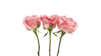 Three pink roses isolated on white background romantic floral arrangement