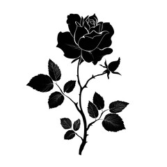 black and white rose illustration