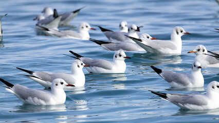 Black-headed Gulls (Chroicocephalus ridibundus) Floating on the Sea