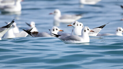 Obraz premium Black-headed Gulls (Chroicocephalus ridibundus) Floating on the Sea