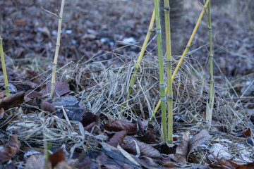 Young Bamboo Shoots Emerging from Frosty Ground - Early Spring Growth Detail
