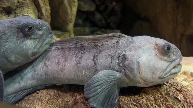 Macro close-up of a Wolf fish head showing textured grey skin and eyes. Detailed portrait of a bottom-dwelling marine predator in an aquarium environment