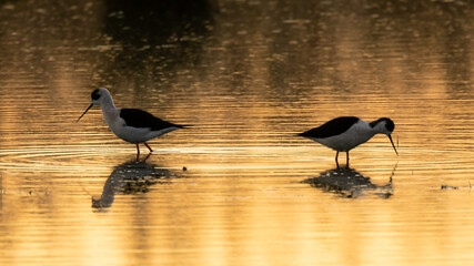 Black-winged Stilt (Himantopus himantopus) at Akrotiri Lake During Sunset