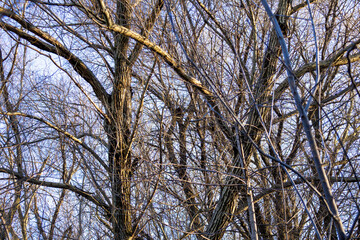 Dense Leafless Forest Trees with Intertwined Branches - Winter Woodland Texture