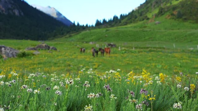 Horses Grazing in Wildflower Meadow, Litang, Ganzi, Sichuan