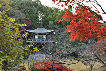 勧修寺　秋色に覆われる観音堂(京都市山科区)