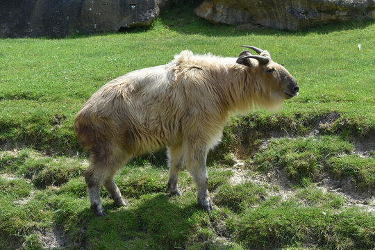 Takin dor&eacute; (Budorcas tibetana ssp. bedfordi) posant dans une zone herbeuse