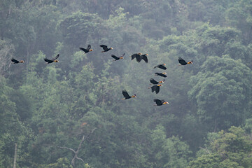 In the morning Plain-pouched Hornbills are flying with a rainforest in the background in Malaysia, Asia. © Rob