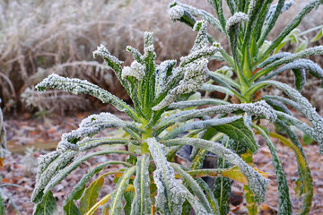 Palmkohl, eine spezielle Art von Gr&uuml;nkohl im Winter mit Raureif - Lacinato kale, a special type of kale in winter