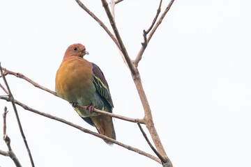 Fototapeta premium A Cinnamon-headed Green-pigeon sits on a twig and looks to the right in Malaysia, Asia.