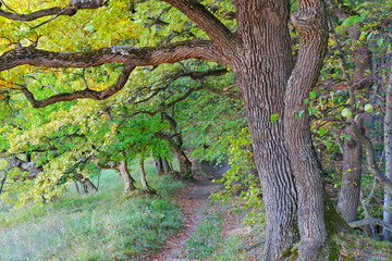 Via Transilvanica Wanderweg in Siebenb&uuml;rgen in der N&auml;he von Biertan in Rum&auml;nien - Via Transilvanica hiking trail in Transylvania in Romania