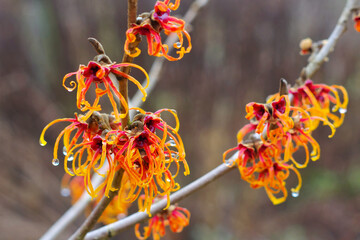Hamamelis der Sorte Orange Beauty in orangenen und roten Farben - Hamamelis in orange and red colors