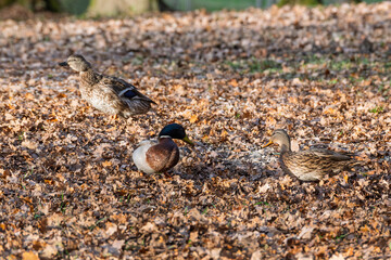 Canards colverts m&acirc;les et femelles se reposant sur le sol avec des feuilles s&egrave;ches