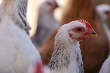laying hen pen, Campos, Mallorca, Balearic Islands, Spain