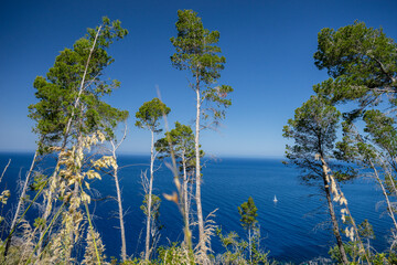 pine wood and coast in sa volta des general, Banyalbufar, Natural area of the Serra de Tramuntana., Majorca, Balearic Islands, Spain