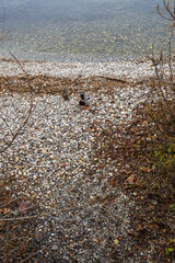 Canards colverts se reposant sur la plage de galets au bord de l'eau