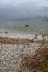 Canards colverts se reposant sur la plage de galets au bord de l'eau