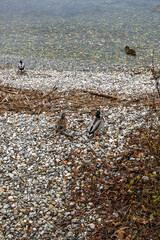 Canards colverts se reposant sur la plage de galets au bord de l'eau