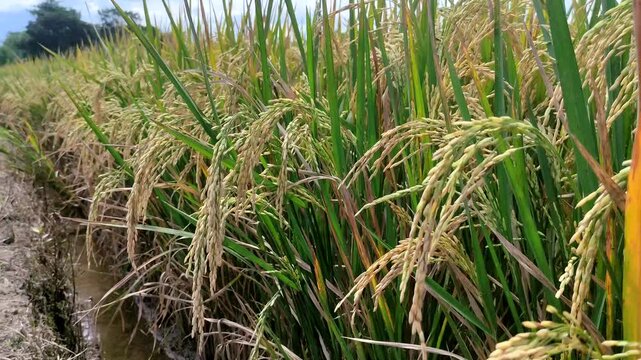 Mature rice plants (Oryza sativa) with green and yellow grains swaying gently in a lush green field. The rice is ripe and ready for harvest. Perfect for agriculture, farming and environmental studies.