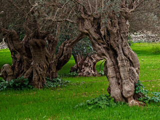 olive grove in Bunyola, Natural area of the Serra de Tramuntana., Majorca, Balearic Islands, Spain