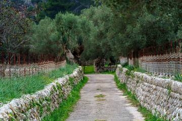 rural road between olive grove , Bunyola, Natural area of the Serra de Tramuntana., Majorca, Balearic Islands, Spain
