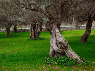 olive grove in Bunyola, Natural area of the Serra de Tramuntana., Majorca, Balearic Islands, Spain