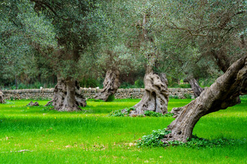 olive grove in Bunyola, Natural area of the Serra de Tramuntana., Majorca, Balearic Islands, Spain