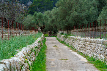 rural road between olive grove , Bunyola, Natural area of the Serra de Tramuntana., Majorca, Balearic Islands, Spain