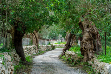 rural road between olive grove , Bunyola, Natural area of the Serra de Tramuntana., Majorca, Balearic Islands, Spain