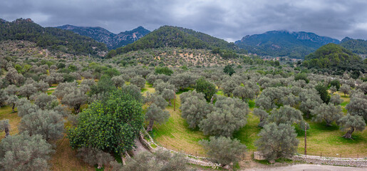 rural road between olive grove , Bunyola, Natural area of the Serra de Tramuntana., Majorca, Balearic Islands, Spain