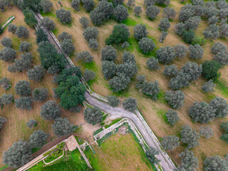 rural road between olive grove , Bunyola, Natural area of the Serra de Tramuntana., Majorca, Balearic Islands, Spain