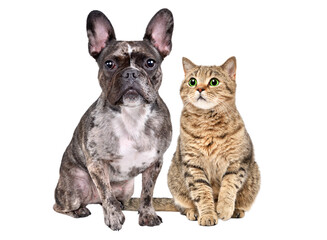French bulldog and Scottish straight cat sitting together with raised paws isolated on white background