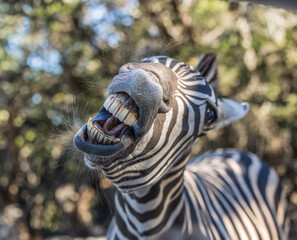 silly faced  zebra