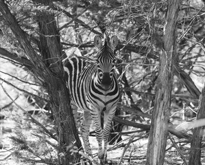zebra in the woods