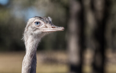 rhea pretty blue eyes 