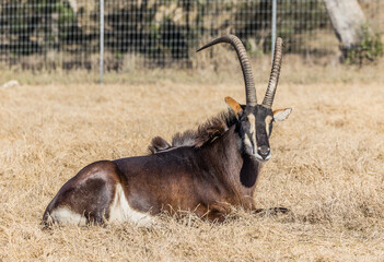 Sable Antelope 