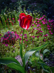 A red tulip, illuminated by the sun, against a backdrop of saxifrage flowers in the garden.