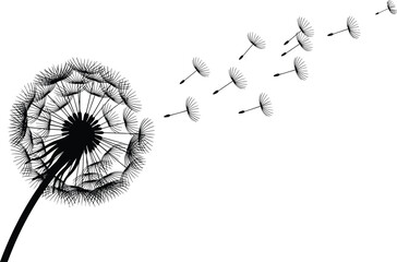 Black dandelion flower with seeds blowing away in wind white © Obaidul Vector Zoon