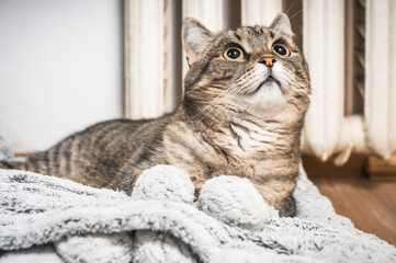 Cat lies next to an old radiator to get warm.