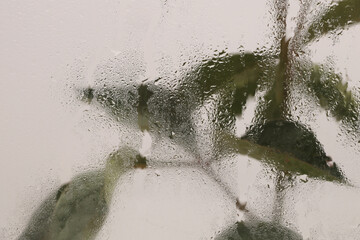 Obraz premium Smoke selected Soft focus green Leaf twig through glass with wet water drops. Abstract natural blur background.