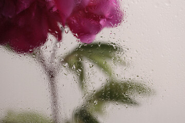 Smoke selected soft focus purple pink Peony Flower through glass with wet water drops. Abstract natural blur background.