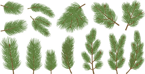 Various Pine Tree Branches with Green Needles on White Background pine branches foliage