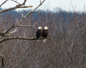 Bald Eagle Pair (Haliaeetus leucocephalus) looking out from perch