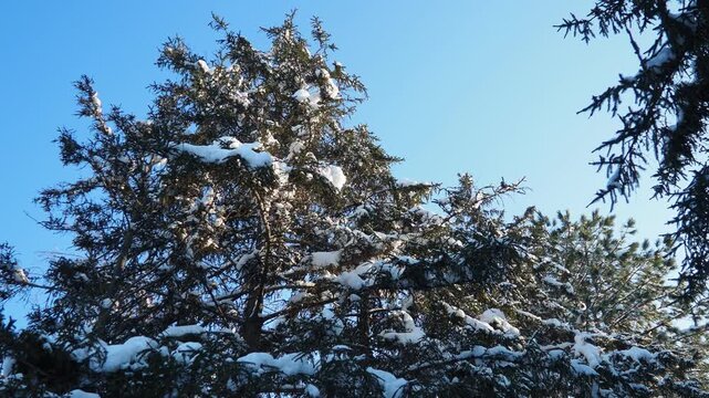Snow-covered Fir Spruce trees against blue sky. Consequences of Winter storm in Serbia. Meteorological condition. Climate change. Weather forecast. Solar anticyclone. Coniferous forest. Christmas tree
