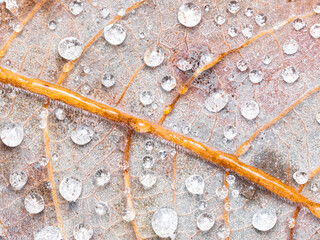 water drops on a leaf