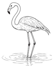 Hand drawn line art illustration of a flamingo depicting a tropical bird wading in water for summer design